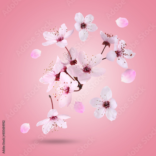 Spring blossoms. Beautiful flowers flying on pink background