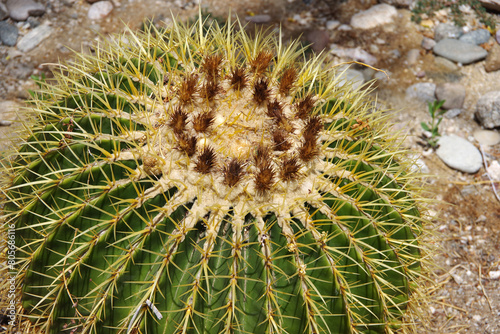 Big round spiky barrel cactus on desert ground