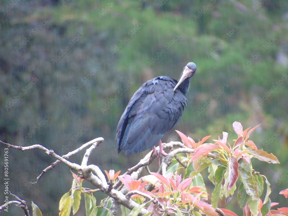 Naklejka premium Bajo la lluvia
