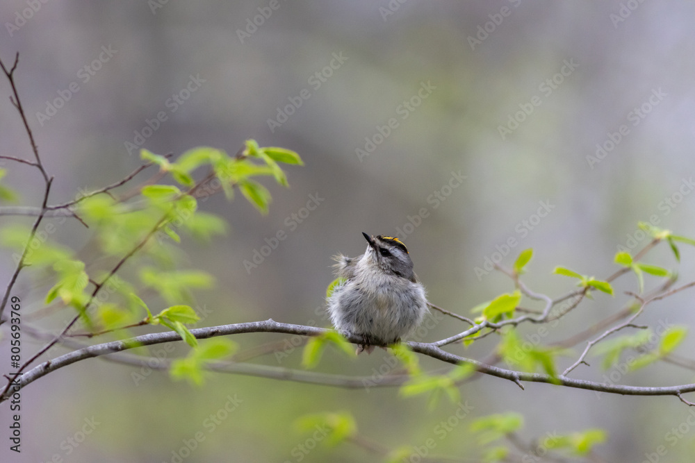 Golden Crowned Kinglet, Regulus satrapa, one of the smallest songbirds, perched with puffed feathers on branch gray background copy text Golden Crowned Kinglet, Regulus satrapa, one of the smallest songbirds, perched with puffed feathers on branch gray background copy text