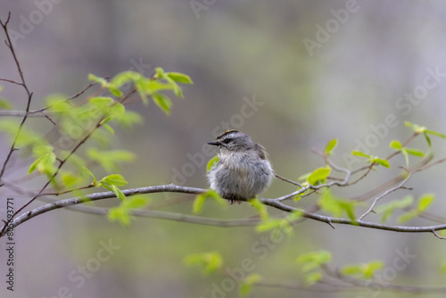 Golden Crowned Kinglet,  Regulus satrapa, one of the smallest songbirds, perched with puffed feathers on branch gray background copy text