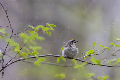 Golden Crowned Kinglet,  Regulus satrapa, one of the smallest songbirds, perched with puffed feathers on branch gray background copy text photo