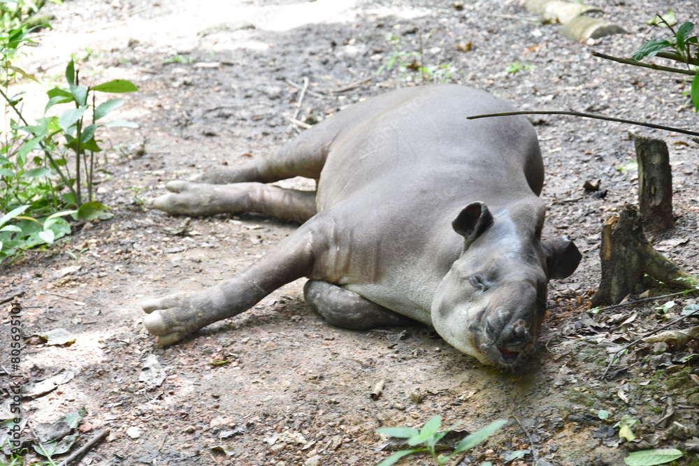Fototapeta premium Fundação Zoobotânica de Marabá/PA, Brasil. Zoobotanical Foundation of Marabá/PA, Brazil. Zoobotânico.