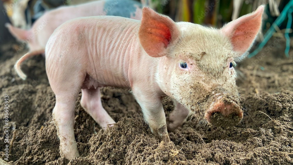 two pigs in a farm two pigs in a farm