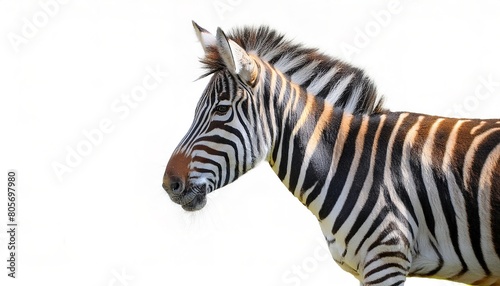 plains zebra - Equus quagga or Equus burchellii - the most common and geographically widespread species of zebra  wide black and white stripes  side profile view isolated cutout on white background