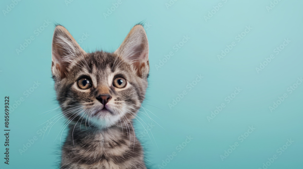 gray tabby kitten with curious questioned face isolated on light blue background. gray tabby kitten with curious questioned face isolated on light blue background.