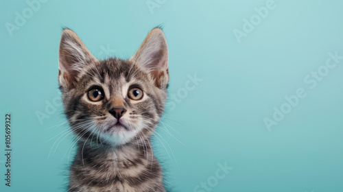 gray tabby kitten with curious questioned face isolated on light blue background. © Tepsarit