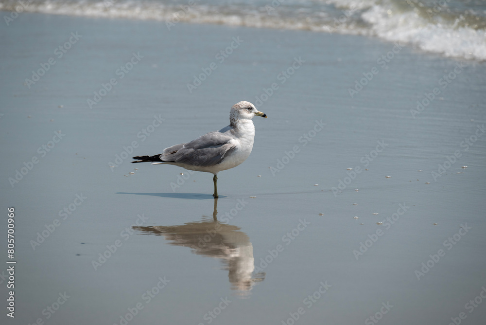 seagull on the beach seagull on the beach