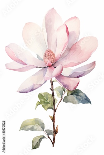 Simple and charming watercolor of a single magnolia flower, soft pink petals, isolated on white for a tranquil wall decor ,  against pur white background © Amina