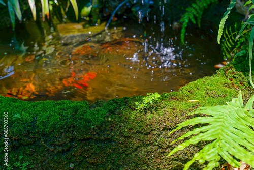 Moss and small trees grow densely around the small fish pond.