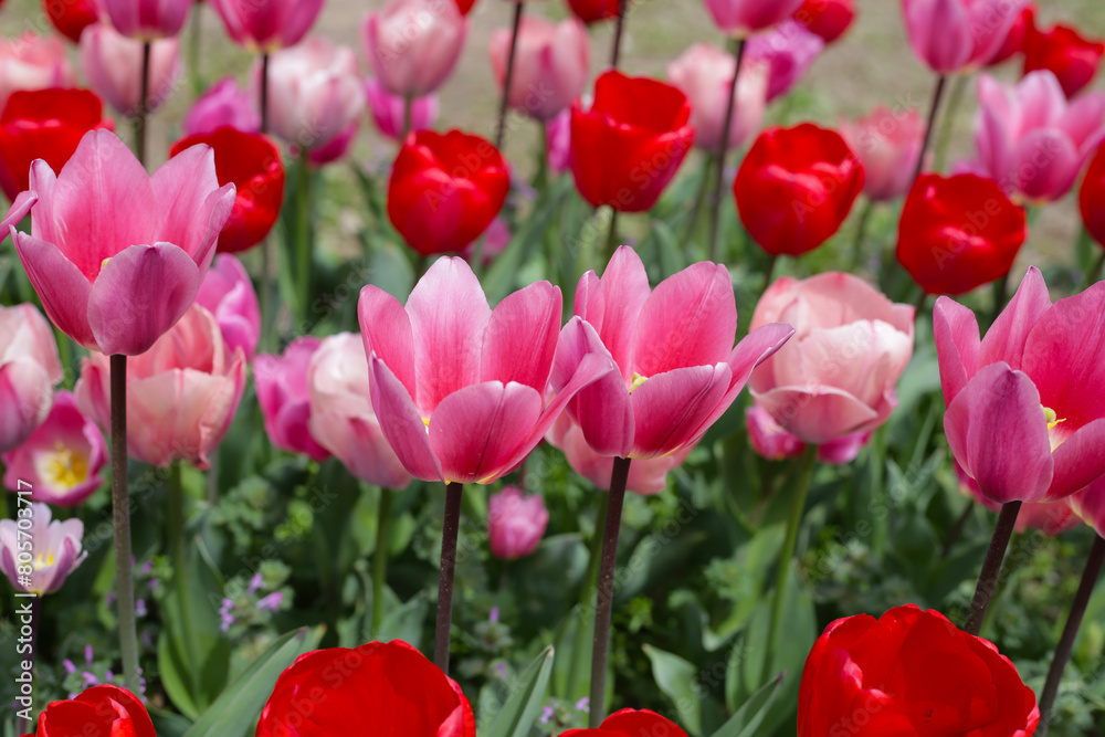 Beautiful tulip flower garden. The Expo 70 Commemorative Park, Osaka, Japan