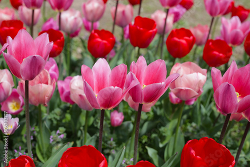 Beautiful tulip flower garden. The Expo 70 Commemorative Park  Osaka  Japan