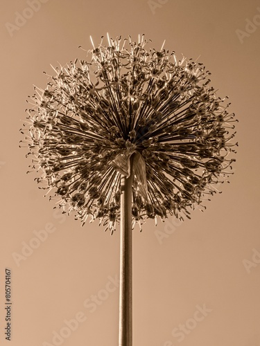 Allium species flower head in sepia colors