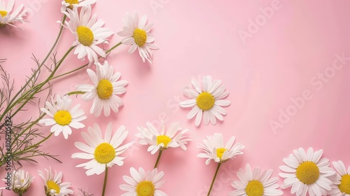 Minimalistic concept with white daisy chamomile flowers on pale pink. Ai Generated