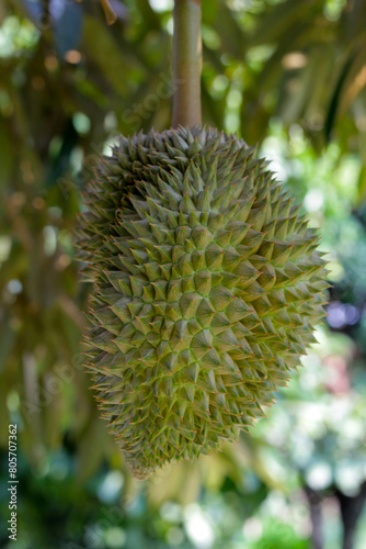 Durian fruit on tree  Thai durian fruit garden