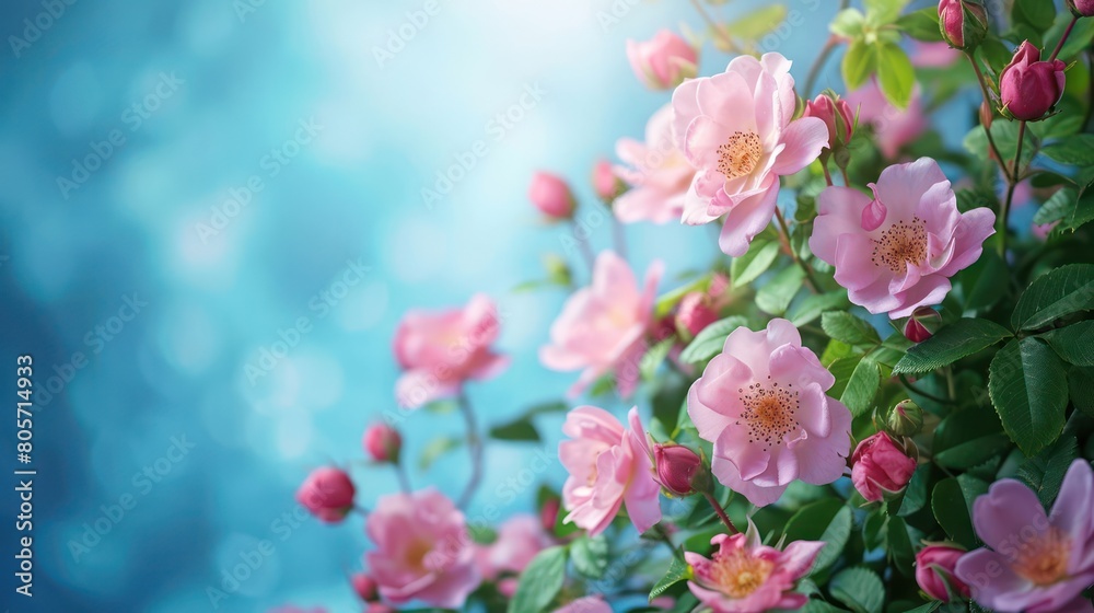 Beautiful spring border, blooming rose bush on a blue background. Flowering rose hips against the blue sky. Soft selective focus Beautiful spring border, blooming rose bush on a blue background. Flowering rose hips against the blue sky. Soft selective focus