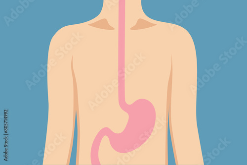 The digestive system is made up of the gastrointestinal tract—also called the GI tract or digestive tract—and the liver, pancreas, and gallbladder.
