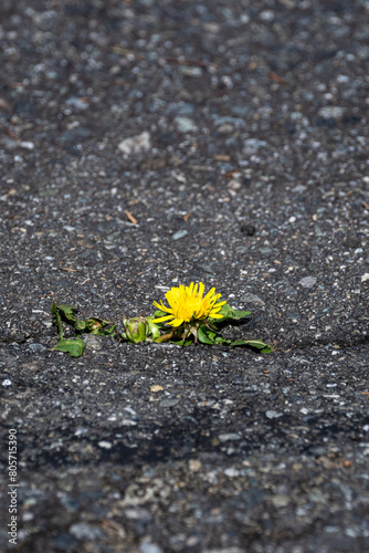 Dandelion plant with yellow flower growing out of asphalt sidewalk and creating a crack 