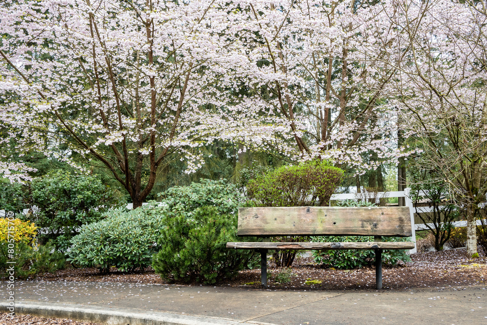 Rustic wood bench on a spring day with a flowering ornamental tree with pale pink blossoms in the background
Rustic wood bench on a spring day with a flowering ornamental tree with pale pink blossoms in the background