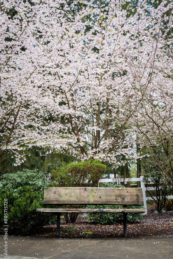 Rustic wood bench on a spring day with a flowering ornamental tree with pale pink blossoms in the background
Rustic wood bench on a spring day with a flowering ornamental tree with pale pink blossoms in the background