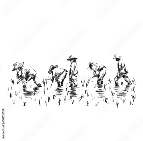 Drawing of Thai Farmers are planting rice in the farm.