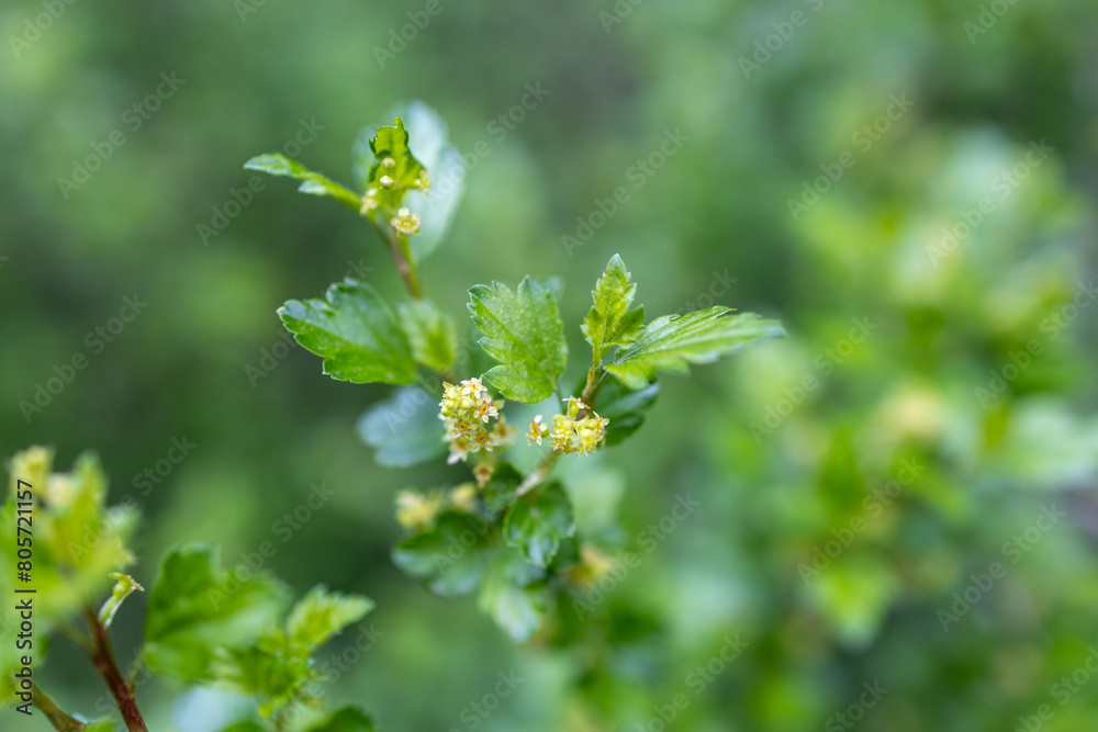 Defocused abstract texture background of young leaves and flowers emerging on an alpine currant (ribes alpinum) bush in early spring Defocused abstract texture background of young leaves and flowers emerging on an alpine currant (ribes alpinum) bush in early spring