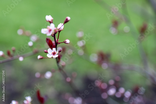Defocused abstract texture background of flowers and buds emerging on a purple leaf sand cherry (prunus cistena) bush in early spring