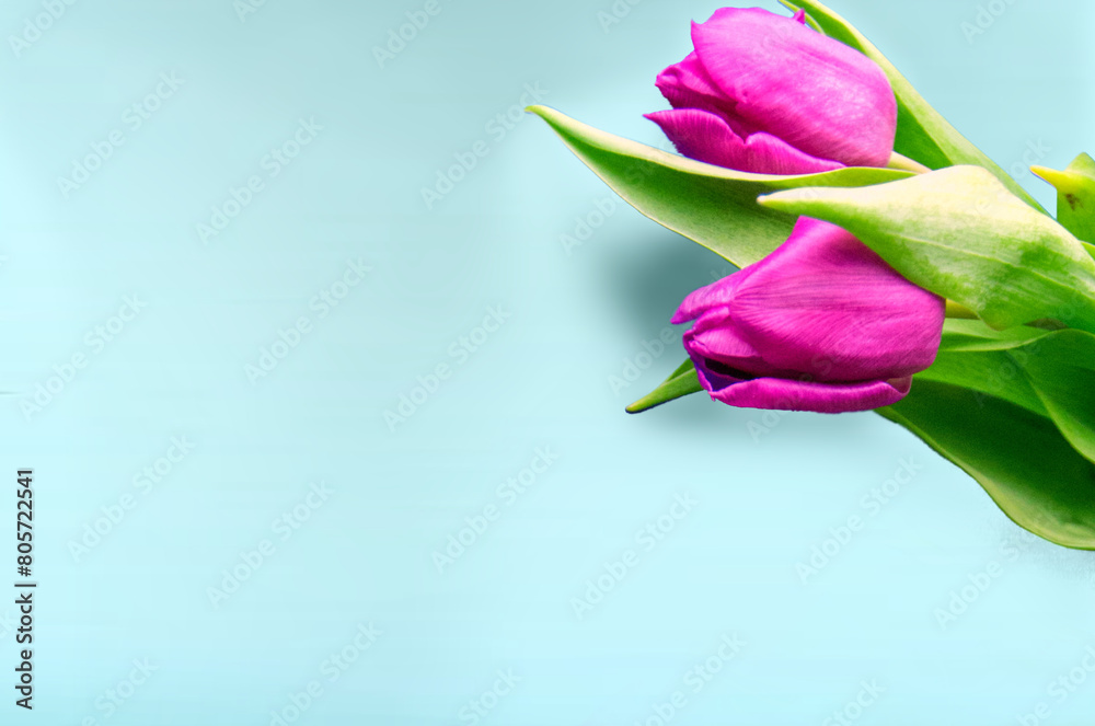 Fresh flower composition, bouquet of bi color tulips