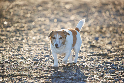 散歩するジャックラッセルテリアの犬 photo