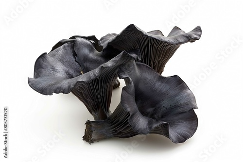 Black Trumpet Mushroom, isolated on white