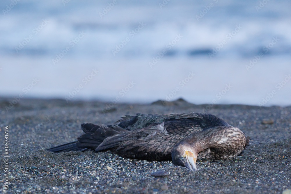 Obraz premium 海岸で死んでいる鳥