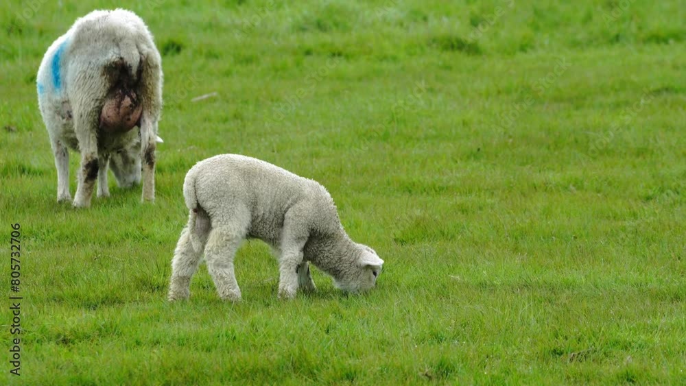 The Rolling Pastures Life on the Farm The Rolling Pastures Life on the Farm