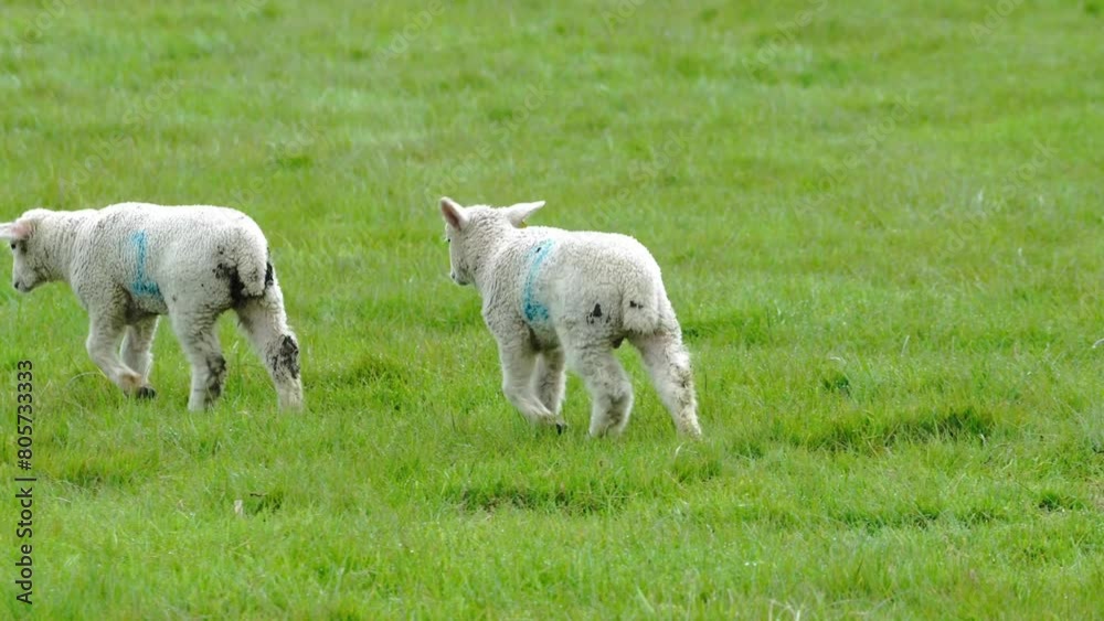 The Rolling Pastures Life on the Farm The Rolling Pastures Life on the Farm