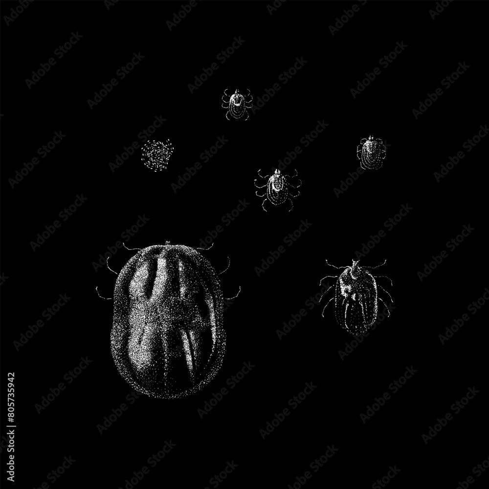 Dog Ticks hand drawing vector isolated on black background.
