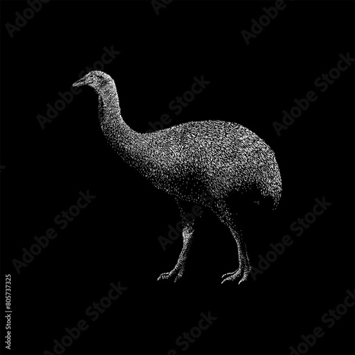 Elephant Bird hand drawing vector isolated on black background.