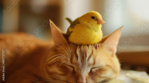yellow canary bird sitting on top of orange cat head 