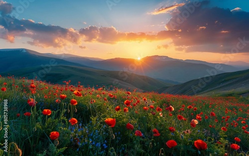 Beautiful view at sunrise. Red poppies blooming in the field against the sun  blue sky. Wildflowers in spring. Stunning natural views