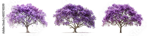 Jacaranda tree on transparent background