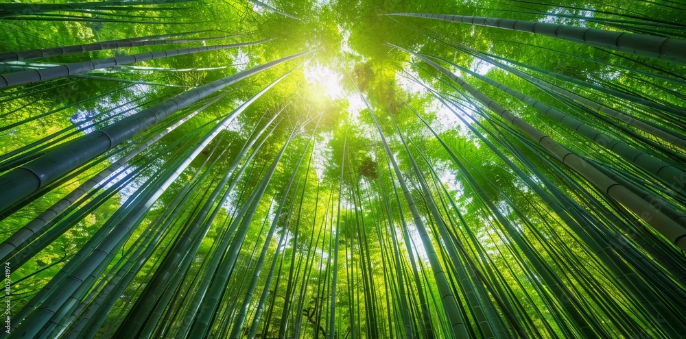 Bamboo forest of Arashiyama near Kyoto, Japan Bamboo forest of Arashiyama near Kyoto, Japan