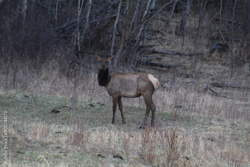 Elk In The Wild  Elk Island National Park  Alberta