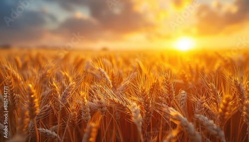 A golden wheat field stretches as far as the eye can see, the stalks gently swaying in the breeze photo