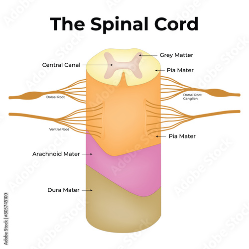 The Spinal Cord Science Design Vector Illustration Diagram