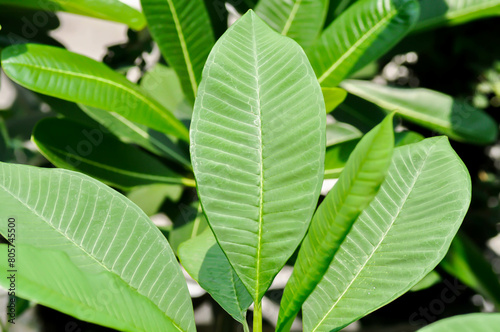 leaf background, pagoda tree or frangipani or temple tree