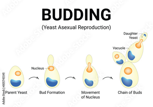 Budding Yeast Asexual Reproduction Science Design Vector Illustration Diagram