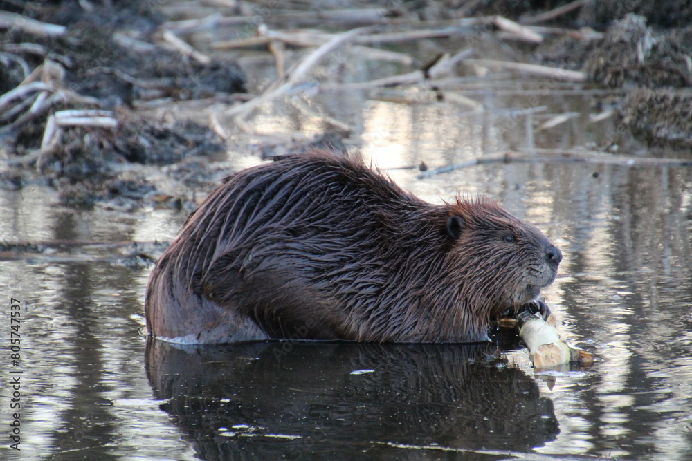 Beaver In The Marsh, Elk Island National Park, Alberta Beaver In The Marsh, Elk Island National Park, Alberta