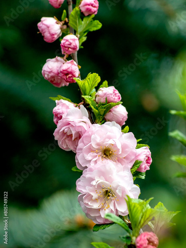delicate pink sakura begins to bloom in the city garden