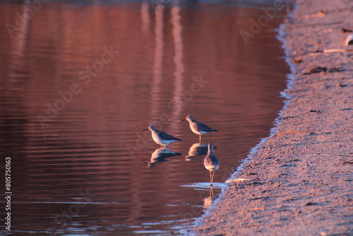 Birds On The Beach, Elk Island National Park, Alberta photo