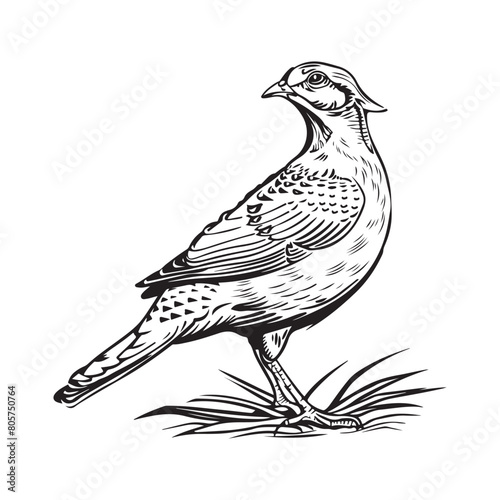 Partridge bird. Black and white  illustration of Partridge bird on white background