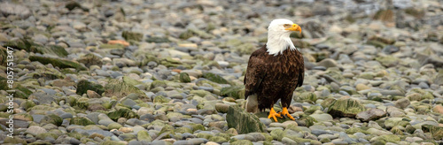 American bald eagle in coastal Homer Spit Alaska United States