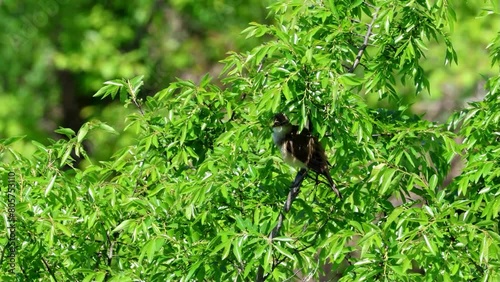 Great Reed Warbler that insist on territory and singing loudly
